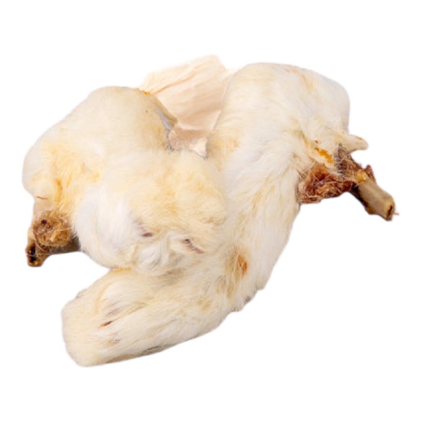 Hairy Rabbit Foot