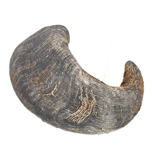 Buffalo Horn - Large