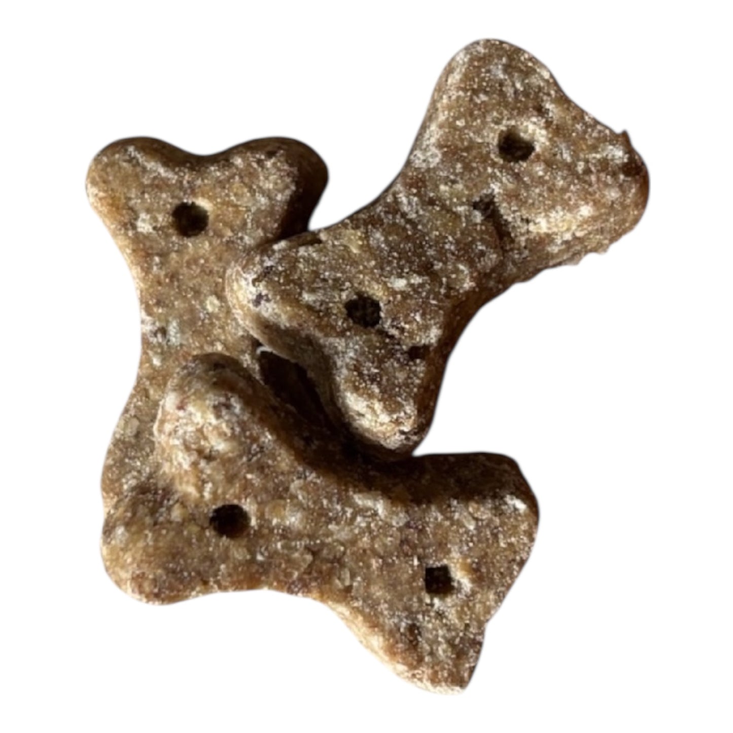 Insect Bone