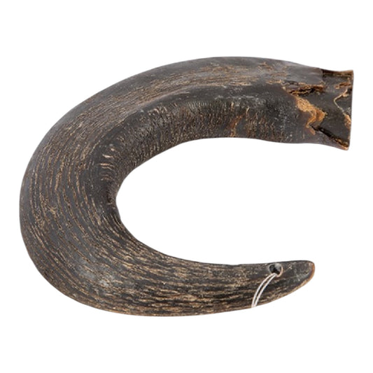 Buffalo Horn - Medium